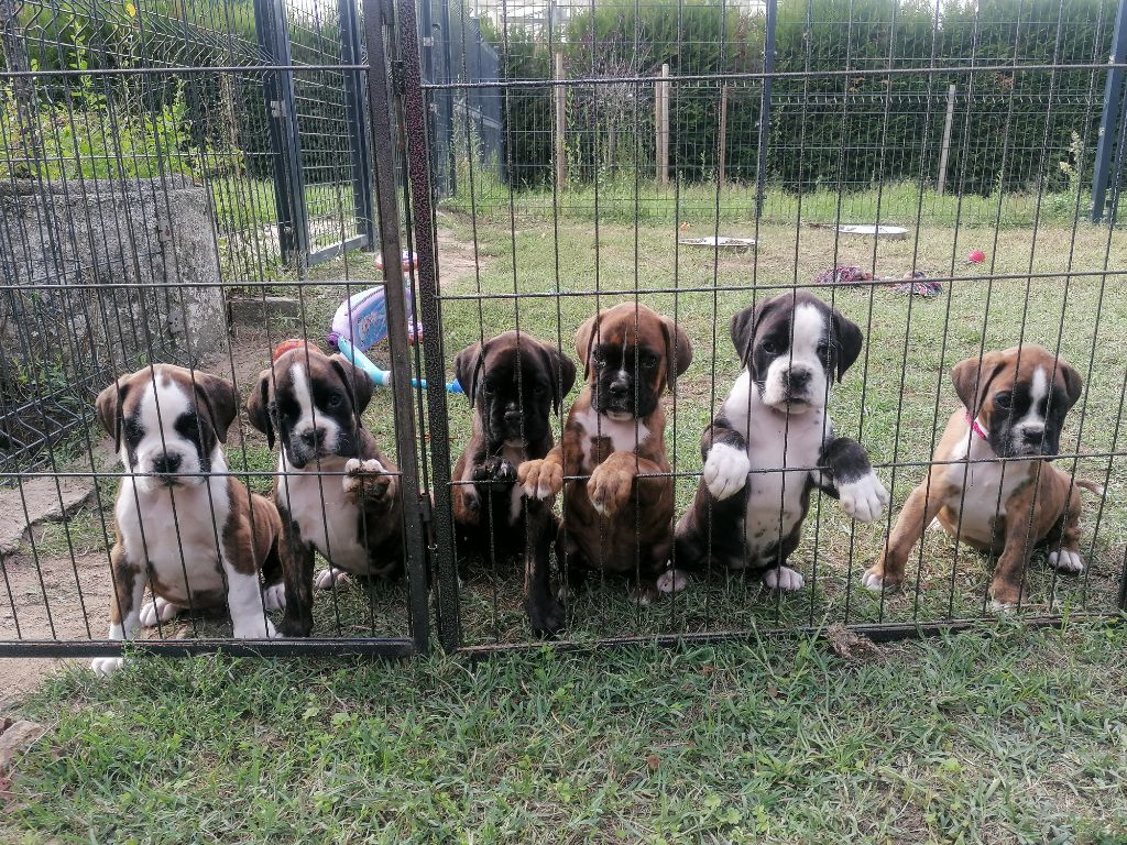 chiot Boxer Des Anges Gardiens Du Mana