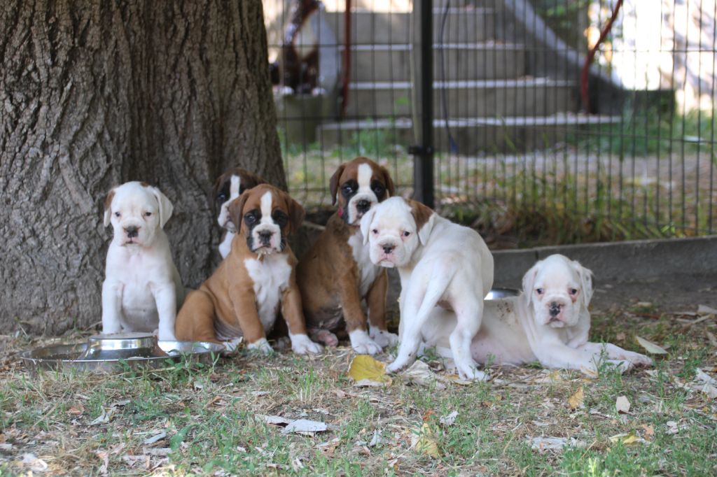 chiot Boxer Des Anges Gardiens Du Mana