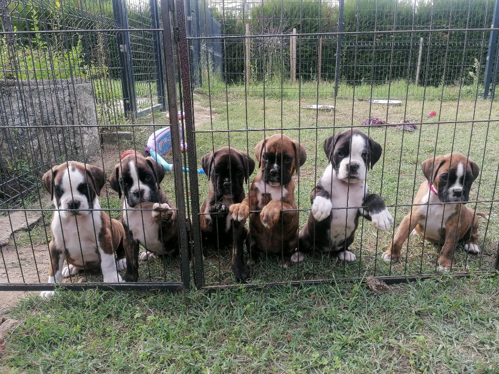 Des Anges Gardiens Du Mana - Boxer - Portée née le 01/08/2022